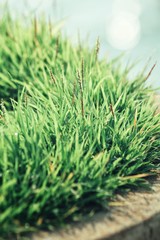 Grass