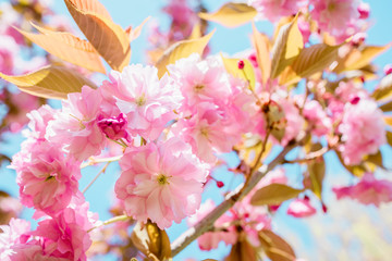 Beautiful cherry blossom sakura in spring time over blue sky. Pink flowers