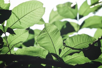 Green leaves with shadow