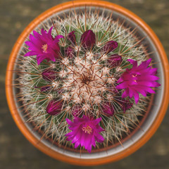 Mammillaria spinosissima flowering
