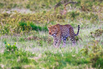 Very big leopard in the bush. Nakuru, Kenya