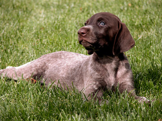 German shorthaired pointer dog