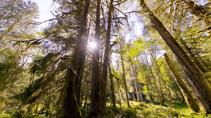 Sun is shining through the trees. The beautiful view of Hoh Rain Forest. Olympic National Park, Washington state, USA.
