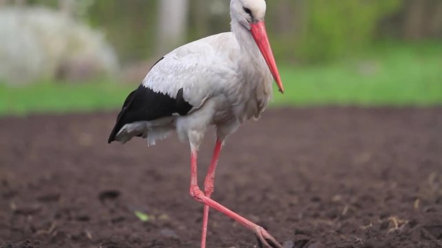 White stork sunset tracks of insects and amphibians/White stork sunset tracks of insects and amphibians