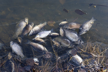 Dead fish floating on the edge of the pond