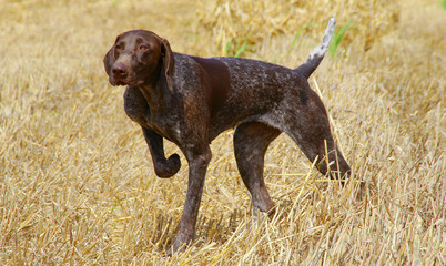 German shorthaired pointer dog