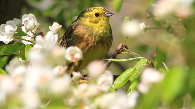beautiful yellow bird with young leaves and flowers/beautiful yellow bird with young leaves and flowers