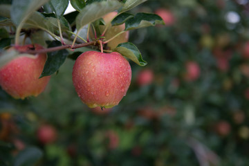 Apfel
