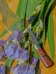 A nice hand made Damascus utility knife is used to cut purple Iris flowers for a bouquet.
