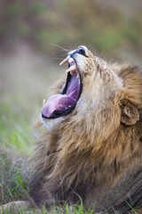 Lion (Panthera leo) yawning. KwaZulu Natal. South Africa