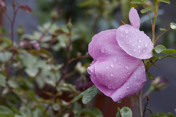 A pink flower in the garden in the rain