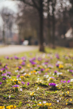 bl&uuml;hende Fr&uuml;hlingsblumen im Kleinvenedig Erfurt