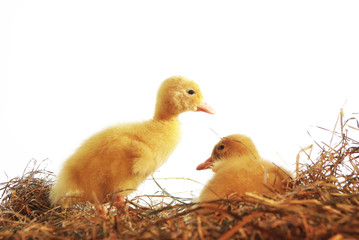 two nestlings of duck