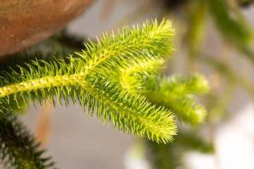 Lycopodium cernuum in laboratory.