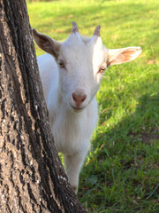 Goats close-up in the village on a meadow feed on grass