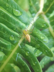 Lynx spider on green fern leaf with water drops