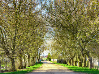 Road between big trees in a country park