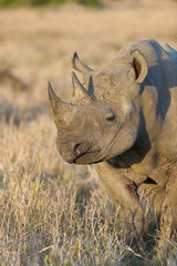 Obraz premium Black rhinoceros or hook-lipped rhinoceros (Diceros bicornis). KwaZulu Natal. South Africa