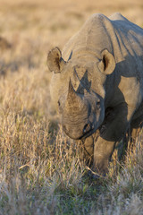 Obraz premium Black rhinoceros or hook-lipped rhinoceros (Diceros bicornis). KwaZulu Natal. South Africa