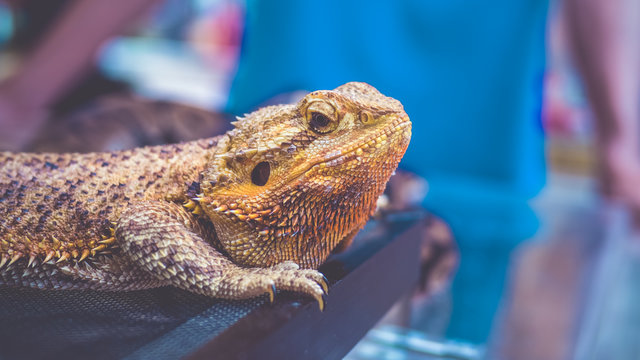 Chameleon