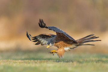 Flight over the meadow / Red Kite