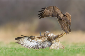 Fight in the meadow/Common Buzzard