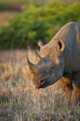 Black rhinoceros or hook-lipped rhinoceros (Diceros bicornis). KwaZulu Natal. South Africa