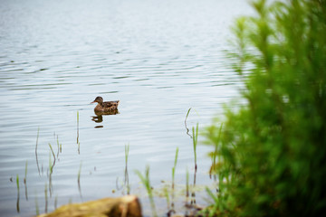 summer lake view