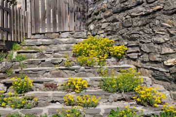 fleurs de rocaille jaune poussant sur  les marches en pierre d'un escalier