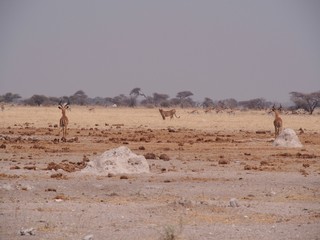 Fototapeta na wymiar Botswana