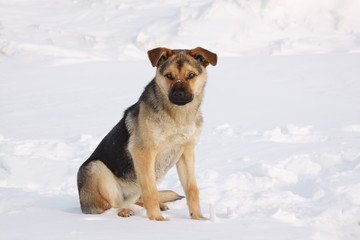 Fototapeta na wymiar Dog in winter on snow background.