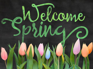 words welcome spring written on blackboard / chalkboard with tulips