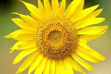 Fototapeta premium ひまわり