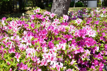 ピンクと白のツツジ