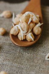 Chickpea sprouts on a wooden spoon over fabric material.