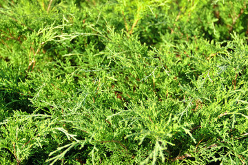Creeping green bush of juniper in garden. Shallow depth of field, focus on bottom foreground