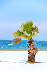 Obraz premium Winter beach with summer palm