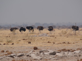 Naklejka premium Botswana