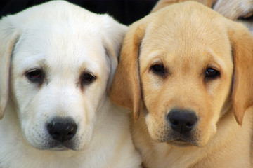 Labrador puppies dog