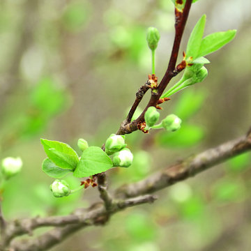 First spring shoots and flower buds of garden plum. Beginning of spring. Shallow depth of field, blurred natural background, focus on bottom leaves