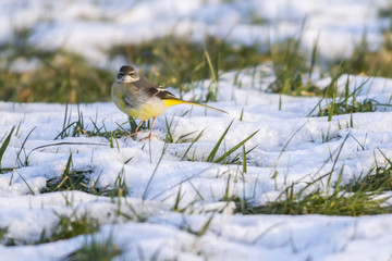 Gebirgsstelze (Motacilla cinerea)