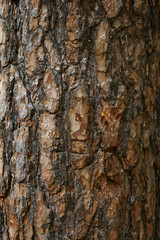 natural bark texture