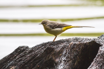 Gebirgsstelze (Motacilla cinerea)