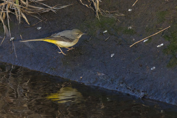 Gebirgsstelze (Motacilla cinerea)