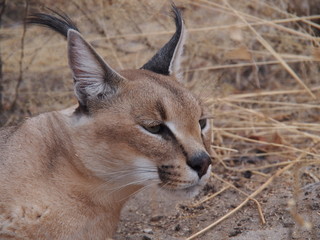 Botswana