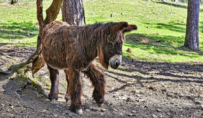 Fototapeta premium Donkey from Poitou standing near a tree