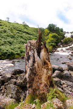 Tree stump and Waterfall