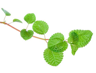 Mint leaf isolated on a white background