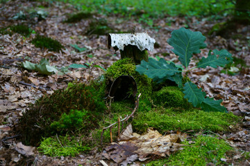 small house in the moss
