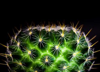 Vivid green of  Mammillaria Cactus on black background